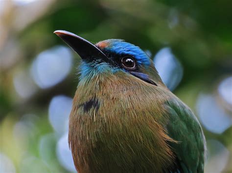 Bill of the Birds on Blogspot: Honduras Birding for Conservation Tour