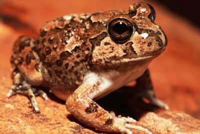 Spencers burrowing frog - Alice Springs Desert Park