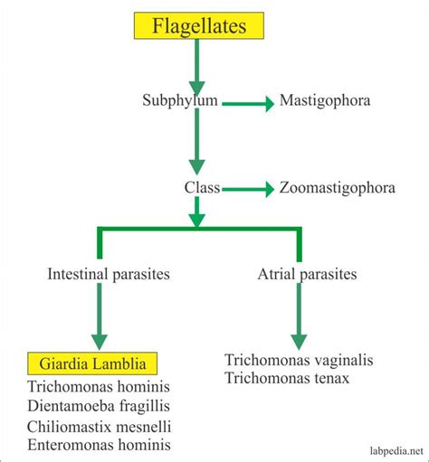 Giardia Lamblia Life Cycle and Diagnosis – Labpedia.net