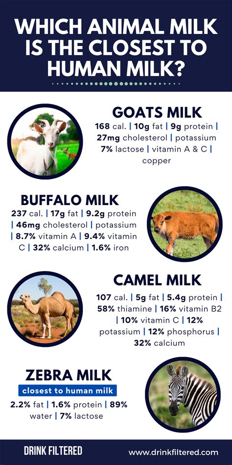 Which Animal milk is the most similar to the Human milk? #infographic - Visualistan