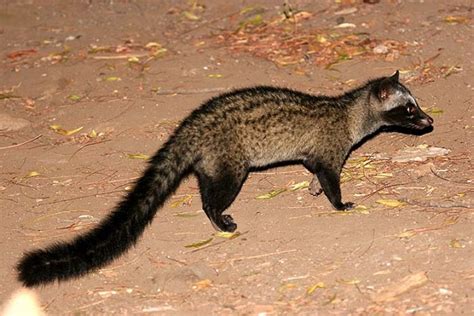 Kopi Luwak or civet coffee, the world’s most expensive brew kills Asian palm civets | LifeGate