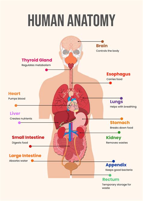 Free Human Anatomy Chart Template - Edit Online & Download | Template.net