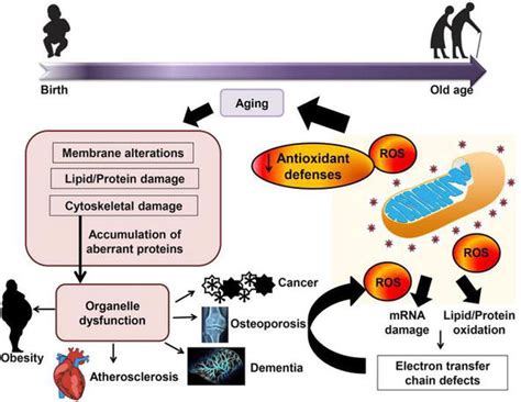 Antioxidant and Oxidative Stress | IntechOpen