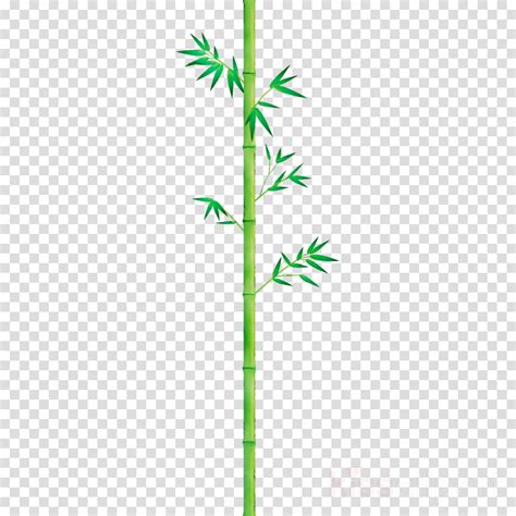 bamboo plant stem plant leaf grass family clipart - Bamboo, Plant Stem, Plant, transparent clip art