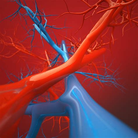 The Anatomy of a Vein - The New Jersey Vein & Vascular Center