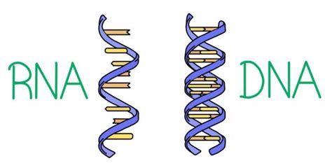 الفرق بين DNA و RNA - مجلة رجيم