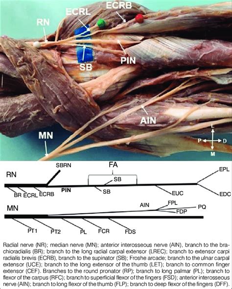 Posterior Interosseous Nerve