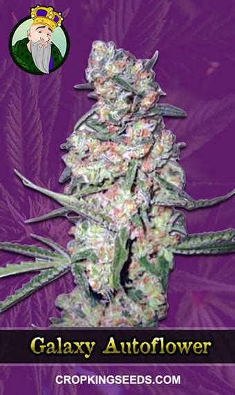 Buy Galaxy Strain Autoflowering Marijuana Seeds | Crop King Seeds