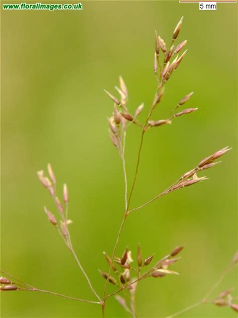 Agrostis capillaris, picture 7 of 10