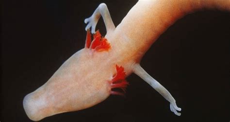 Meet The Olm, The Cave Salamander That Can Stays Motionless For Years