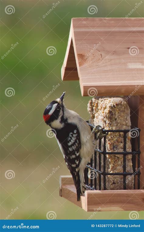 Male Downy Woodpecker at Suet Feeder Stock Photo - Image of springtime ...