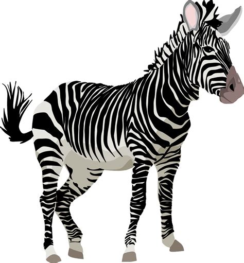 Download Zebra, Nature, Wildlife. Royalty-Free Stock Illustration Image - Pixabay