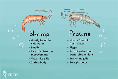 The Difference Between Shrimp and Prawns