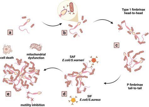 The process of bacteria promoted sperm agglutination. The agglutinating... | Download Scientific ...