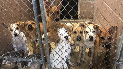 Petition · Make Illinois Government Fund Animal Shelters - United ...