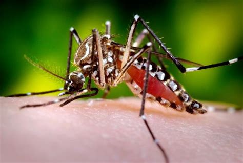 Three Disease-Transmitting Mosquitoes You Should Know