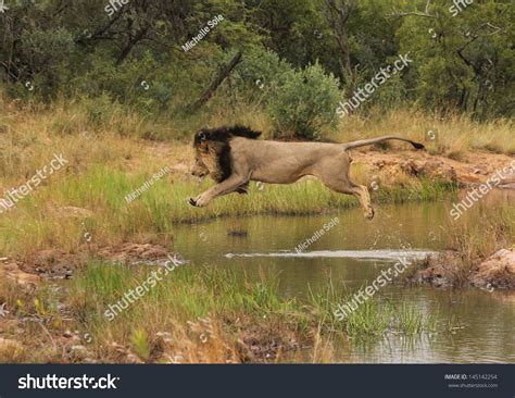 Male Lion Jumping Over Water Stock Photo 145142254 : Shutterstock