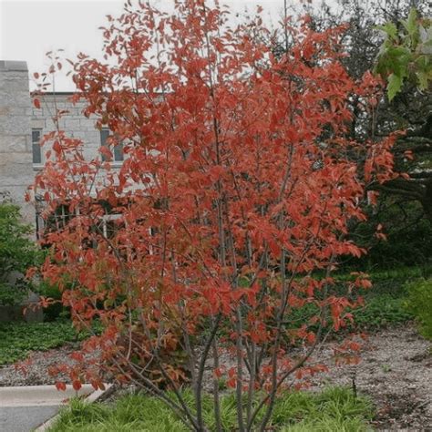 Autumn Brilliance Serviceberry - Plant Guide