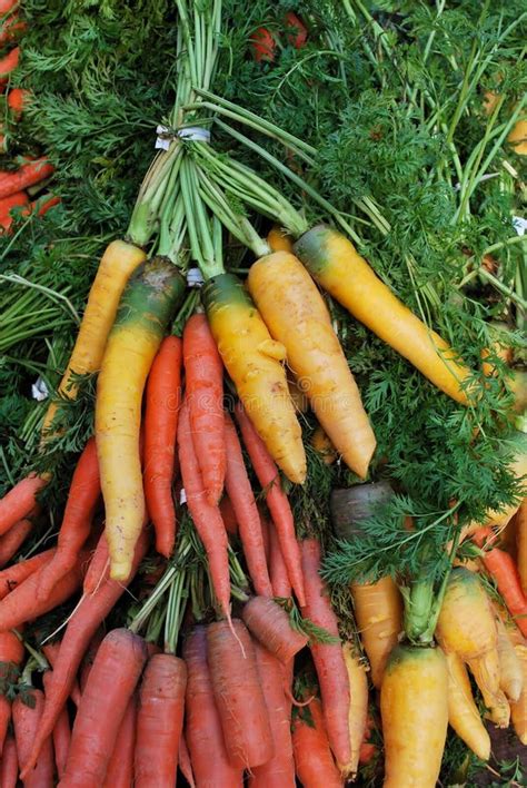 Organic Carrots stock photo. Image of food, growth, diet - 2907916