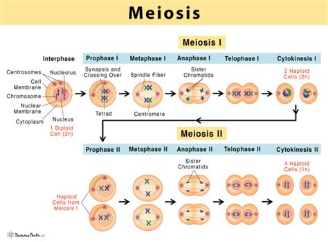 Meiosis: Definition, Stages, & Purpose with Diagram