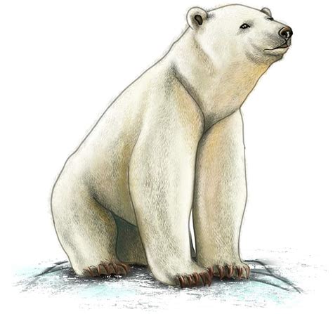 Details more than 160 polar bear drawing for kids super hot - vietkidsiq.edu.vn