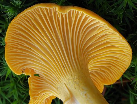 Where to Look for Wild Chanterelle Mushrooms - Relief Treats