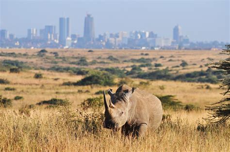 Nairobi National Park, Kenya: The Complete Guide