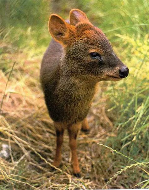 Southern Pudu | It's Nature - Ground Mammals