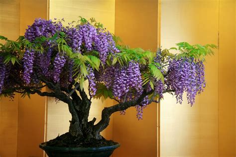 Wisteria Bonsai Trees | Bonsai Tree Gardener