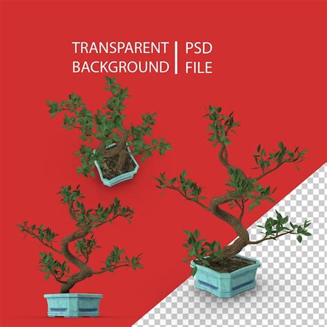 Premium PSD | Bonsai elm tree png