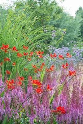 Great Companion Plants for Your Crocosmia