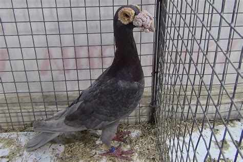 English Carrier Pigeons | Pigeontype