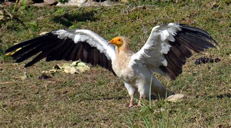 Egyptian Vulture Facts, Habitat, Behavior, Diet, Pictures