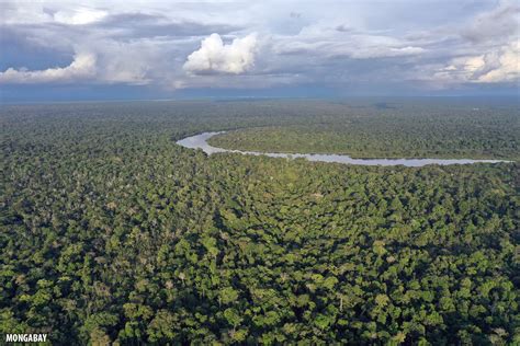 Bird's eye view: Drone photos of the Amazon rainforest (insider)