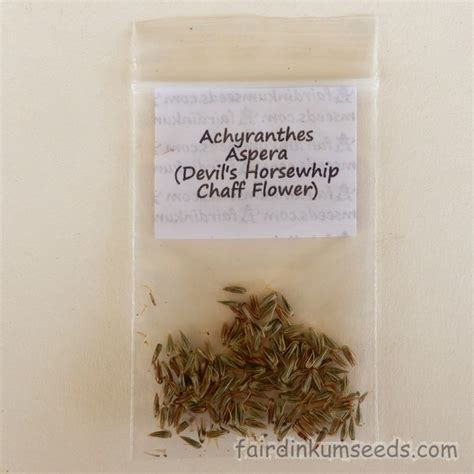 Achyranthes Aspera Devil’s Horsewhip Chaff Flower Seeds | Fair Dinkum Seeds