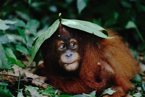 Top 10 facts about orangutans | WWF