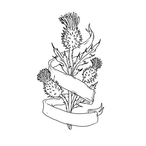 Scottish Thistle Clipart PNG, Vector, PSD, and Clipart With Transparent Background for Free ...