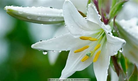 百合花图片_花草_生物世界_图行天下图库