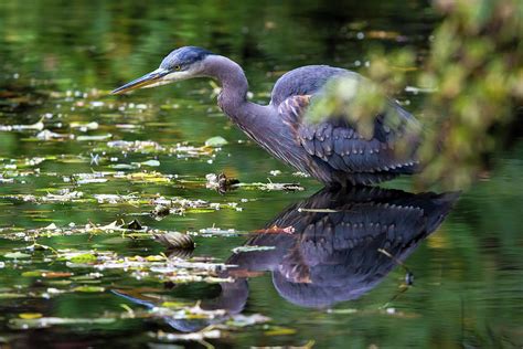 The Great Blue Heron Hunting for Food Photograph by David Gn - Fine Art America