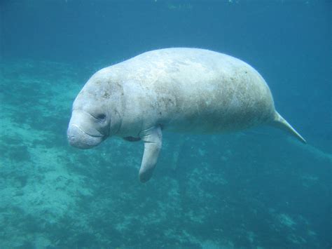 Evolution of marine mammals to water converges in some genes - Baylor ...