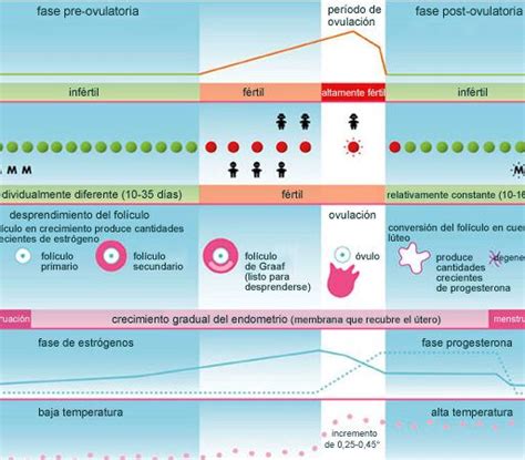 Síntomas de embarazo a los 3 días de ovulación