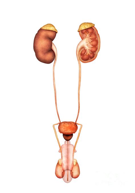 Anatomy Of Human Urinary System, Front Digital Art by Stocktrek Images ...