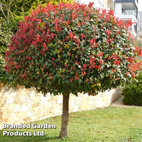 Standard Photinia 'Red Robin' – Kompaser