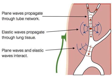 Acoustics of the lung | Acoustics Lab, University of Cambridge