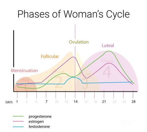 Luteal Phase Training & Nutrition — EAT RUN LIFT