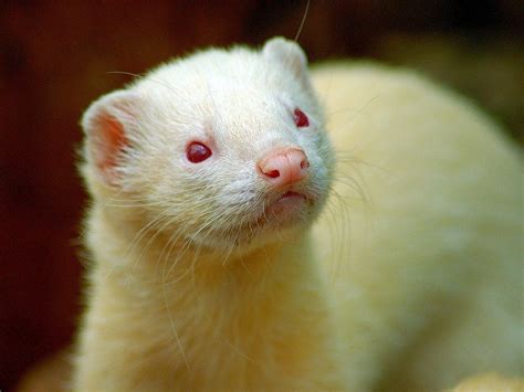 albino-ferret – The Isle Of Thanet News