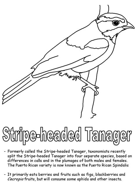35+ Printable birds tanager coloring pages - ShavanaRico