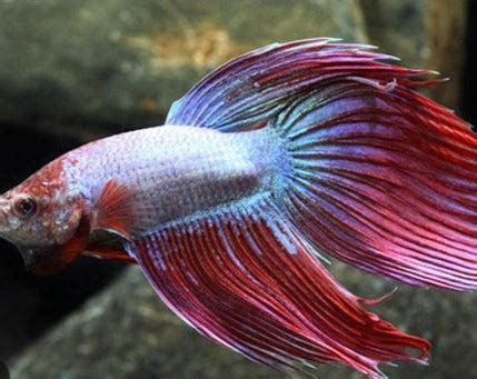 Giant Male Betta – THE EVOLVED FISH