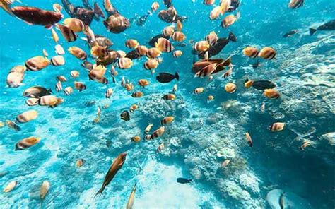 Paket Snorkeling Murah di Nusa Penida - Paket Tour Nusa Penida