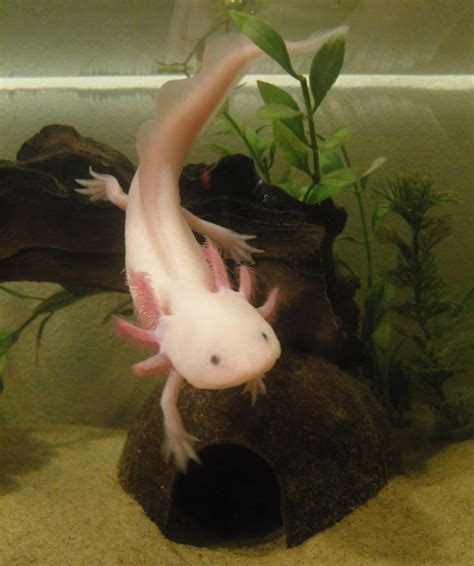 Freshwater Aquarium, Aquarium Fish, Axolotl Care, Axolotl Pet, Animals ...